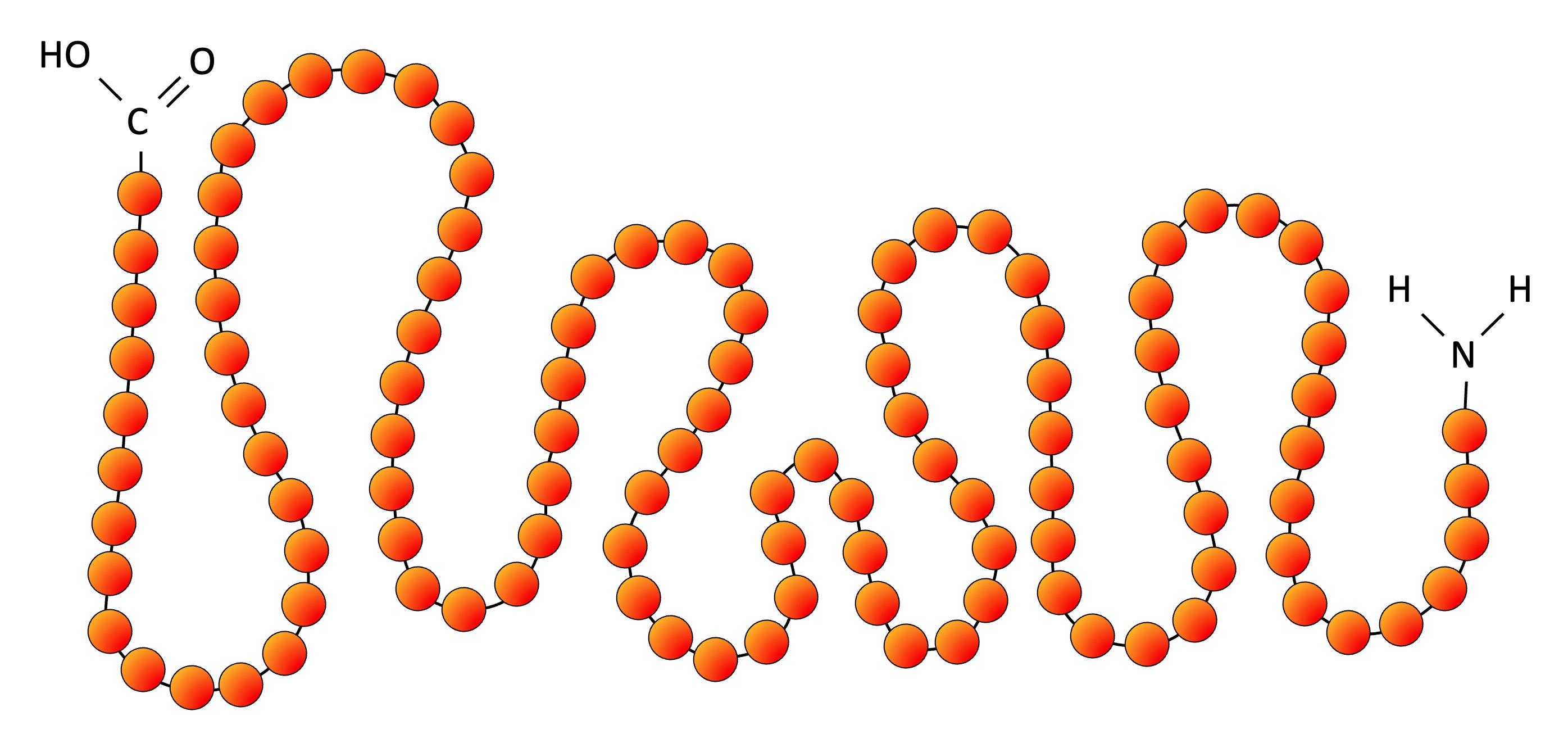Protein Structure